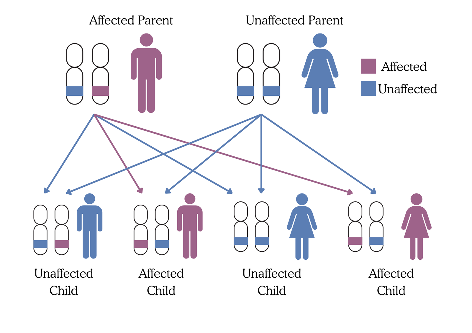 Autosomal Dominant Inheritance Genetic Counseling Mirror Gene