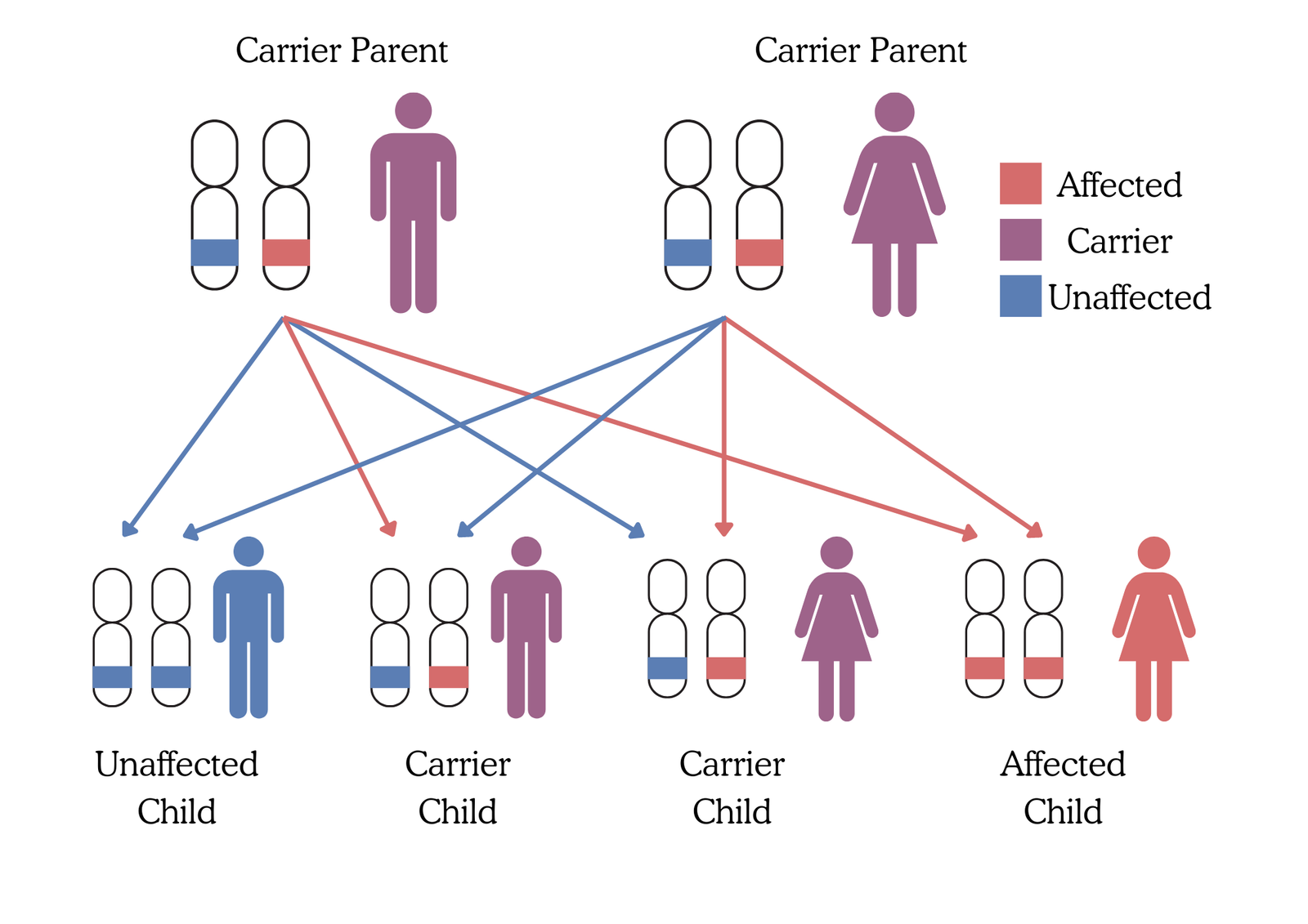 Autosomal Recessive Inheritance Genetic Counseling Mirror Gene