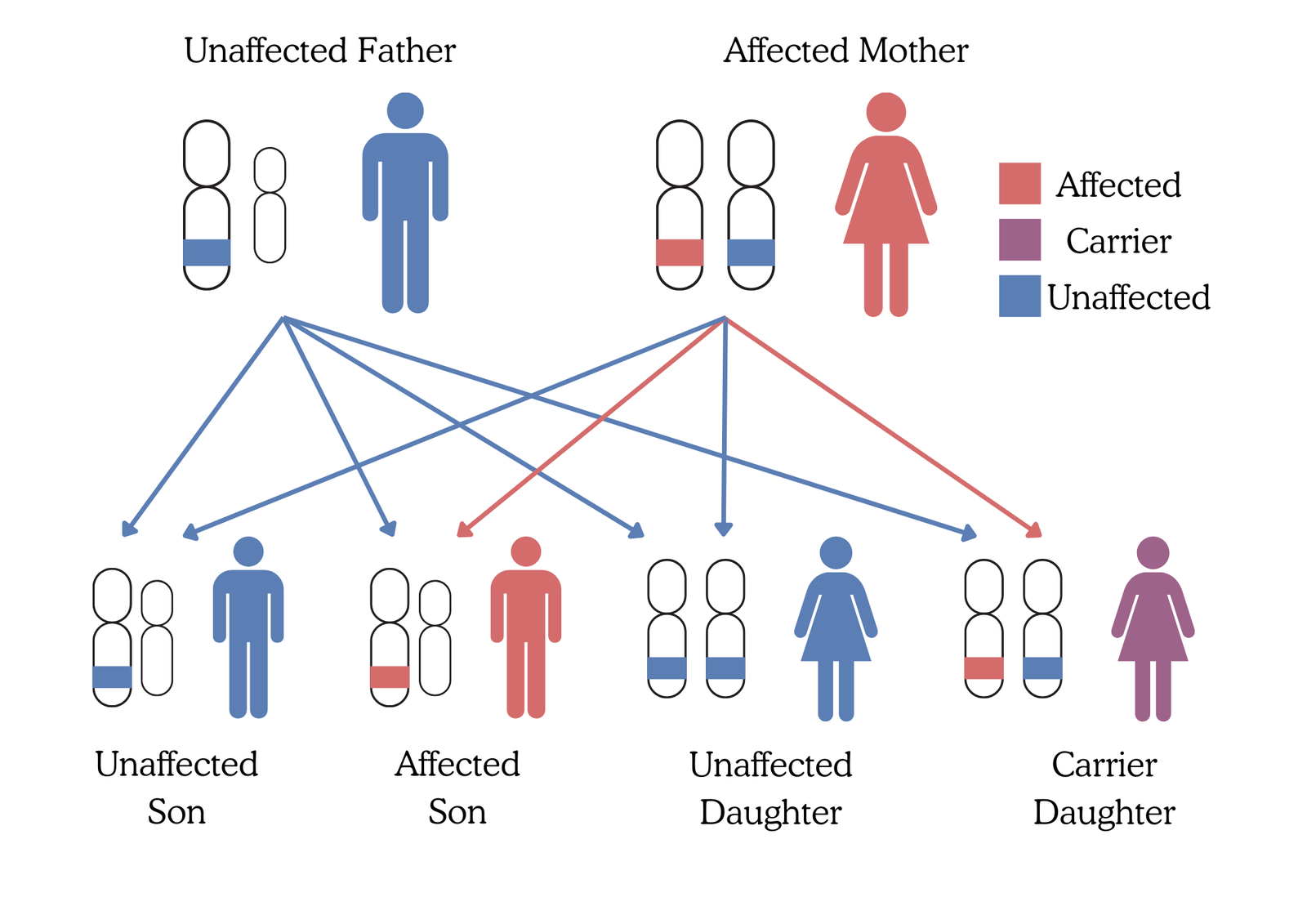 X Linked Inheritance Genetic Counseling Mirror Gene