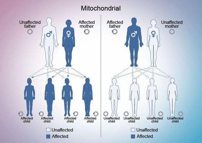 Mitochondrial Inheritance Genetic Counseling Mirror Gene