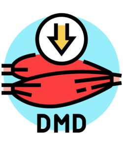 Duchene Muscular Dystrophy gene to protein to build muscle. Mirror Gene