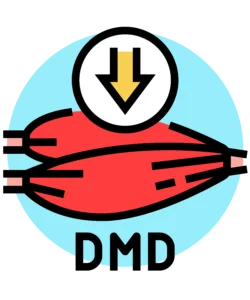 Duchene Muscular Dystrophy gene to protein to build muscle. Mirror Gene