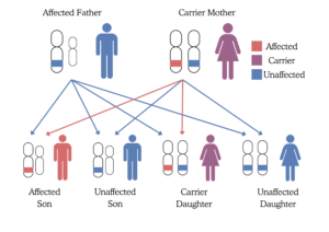 X-Linked Recessive Mother Carrier